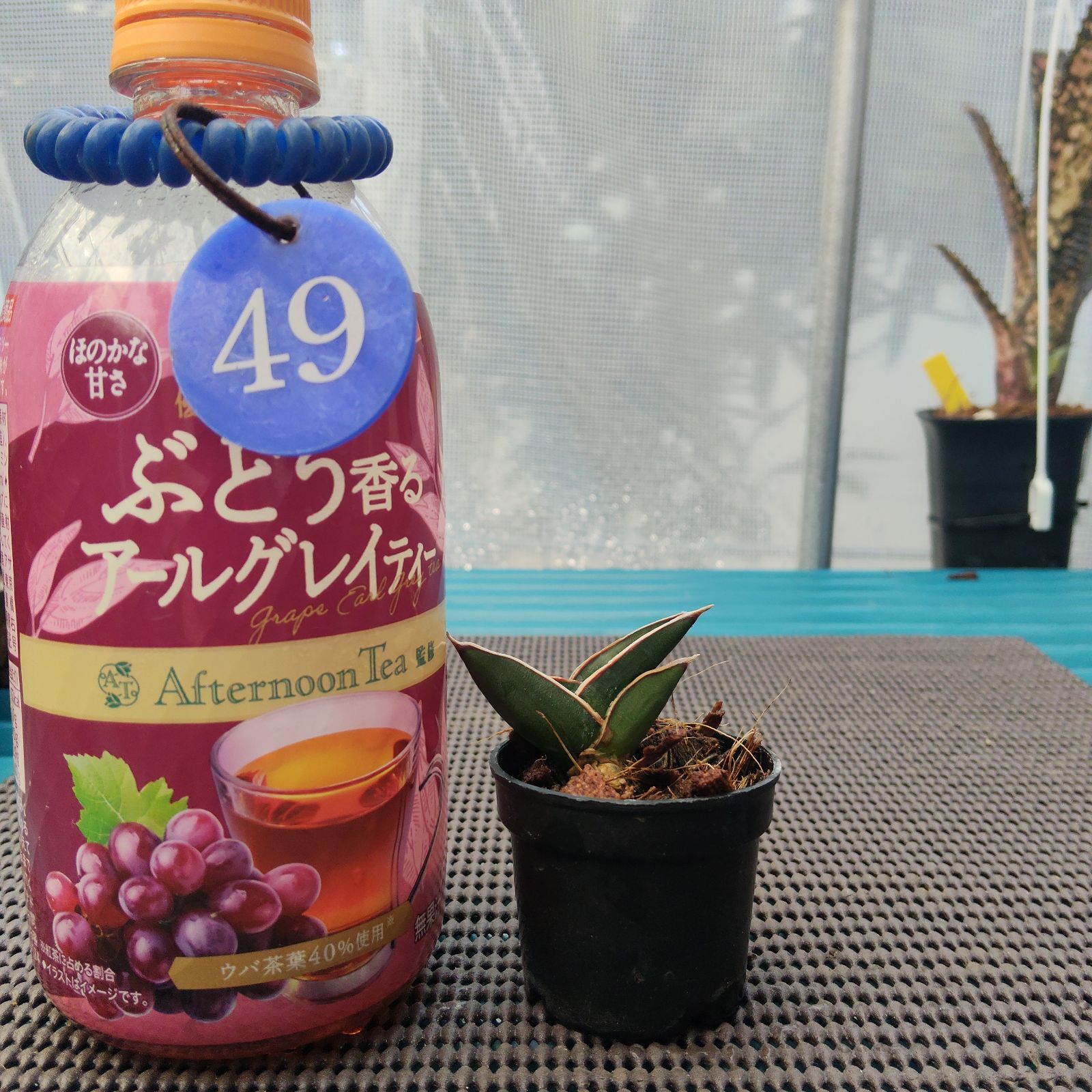 a49 サンスベリア ロリダ サンセベリア Sansevieria rorida - メルカリ