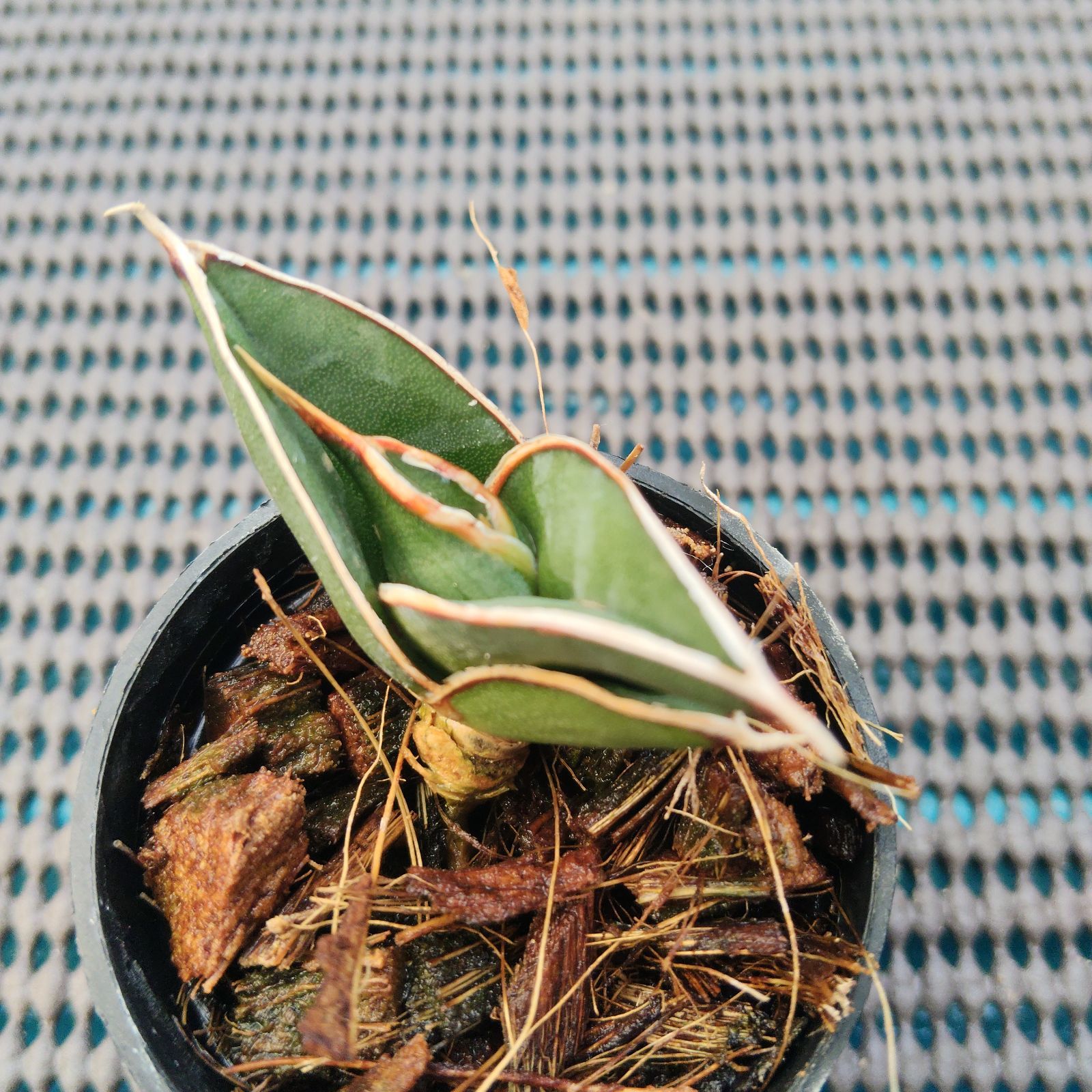 a49 サンスベリア ロリダ サンセベリア Sansevieria rorida - メルカリ