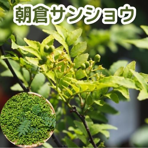 朝倉山椒 3号ポット 挿木苗 1ポット - メルカリ