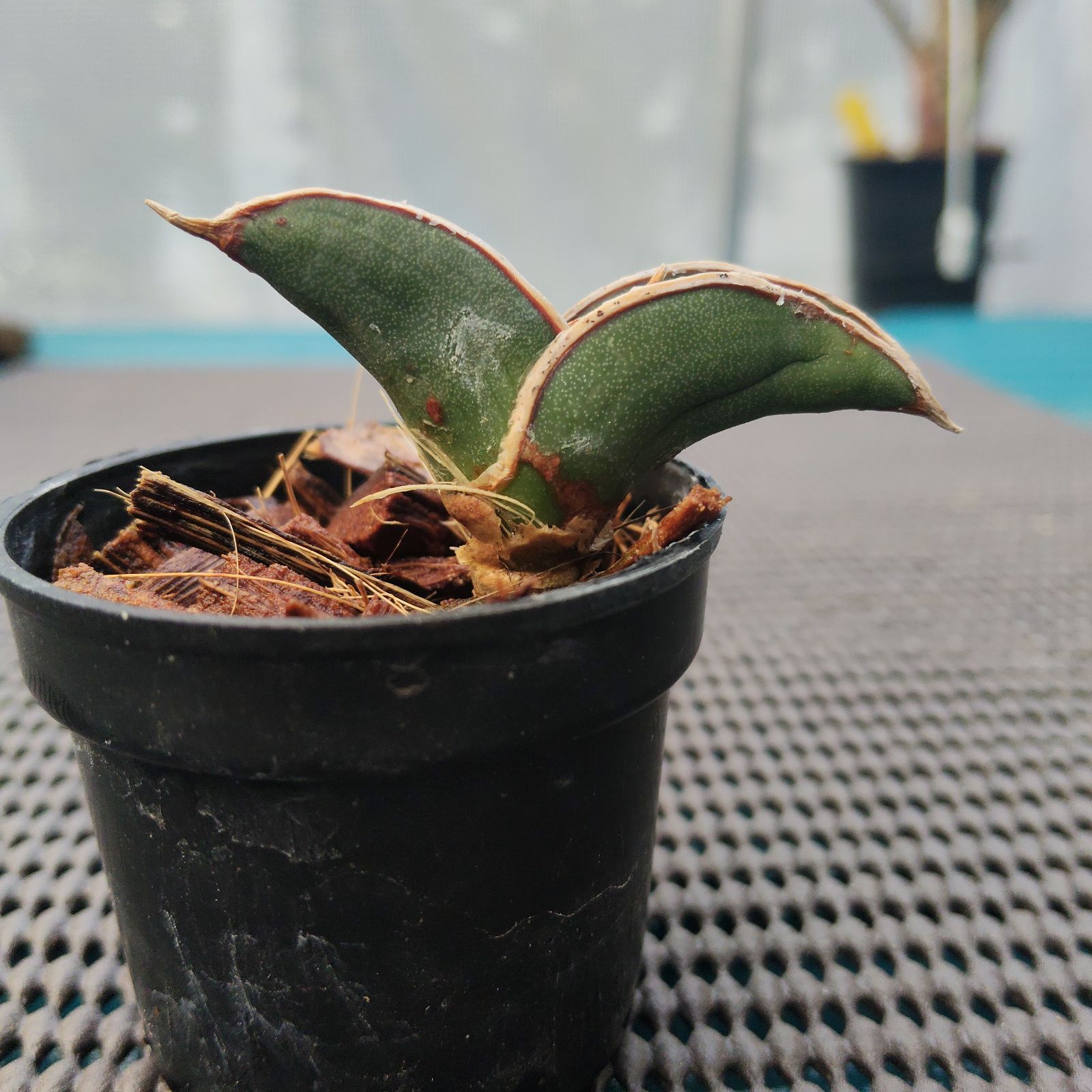 a42 サンスベリア ロリダ サンセベリア Sansevieria rorida - メルカリ