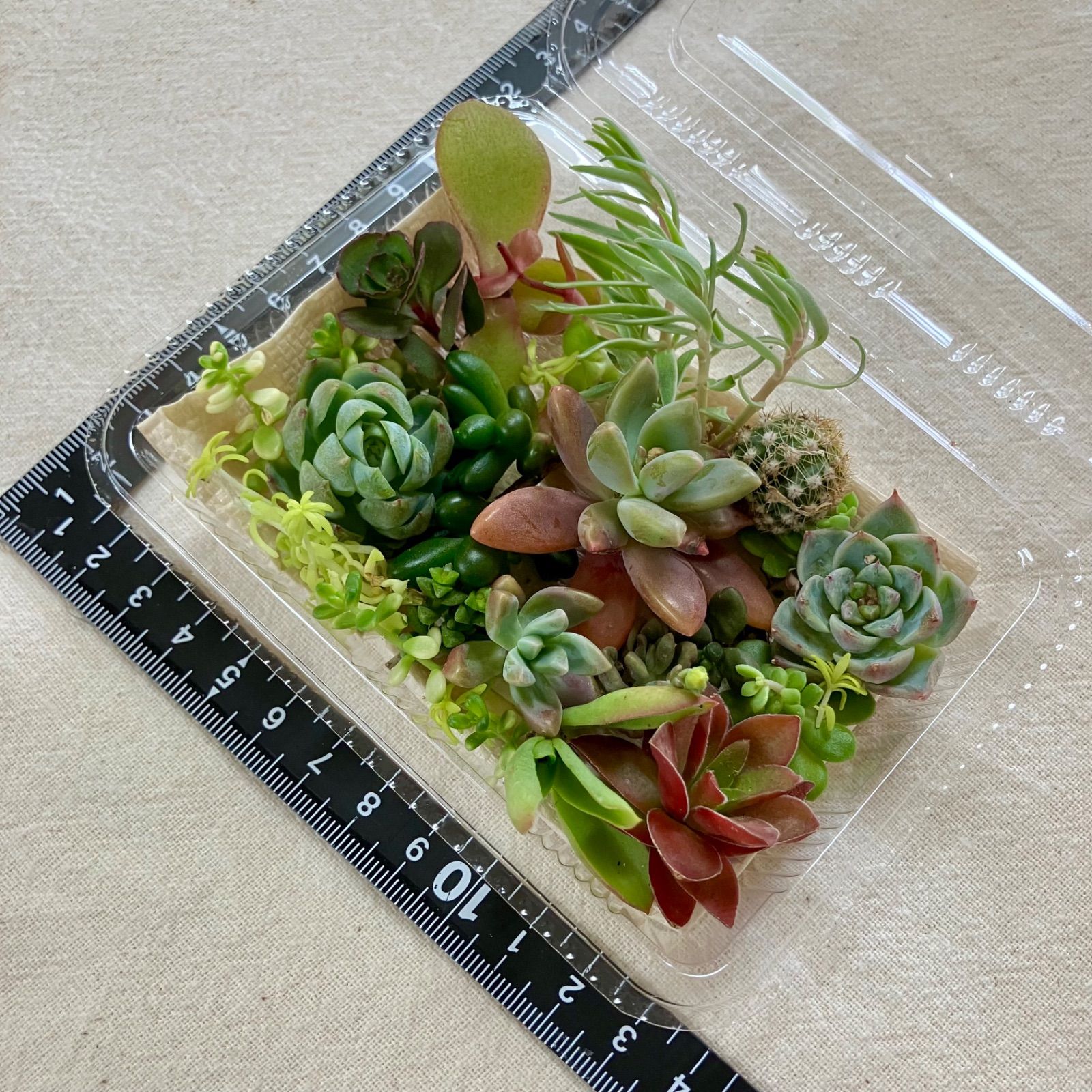 多肉植物 カット苗 多肉弁当 寄せ植えセット 詰め合わせ - メルカリ