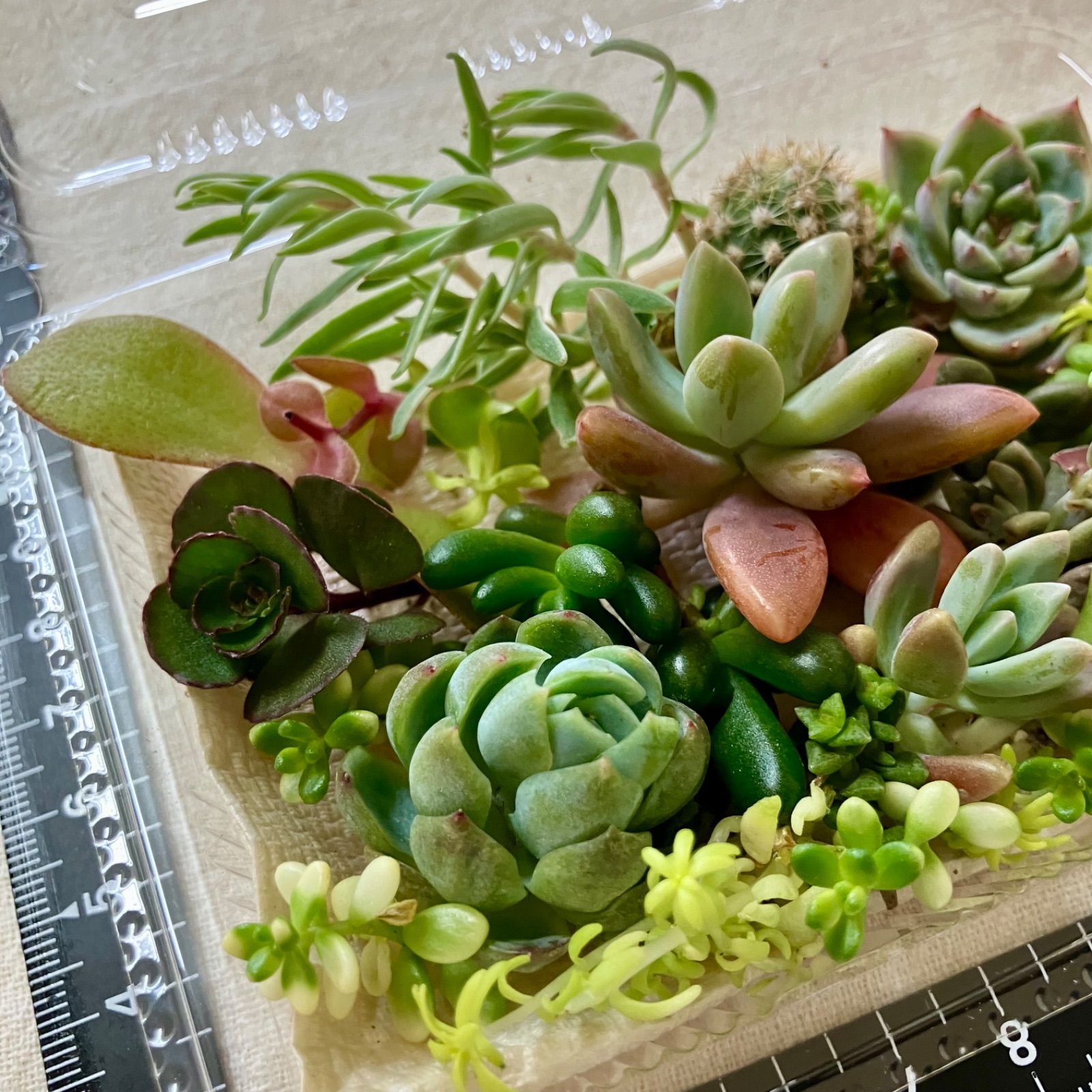 多肉植物 カット苗 多肉弁当 寄せ植えセット 詰め合わせ - メルカリ