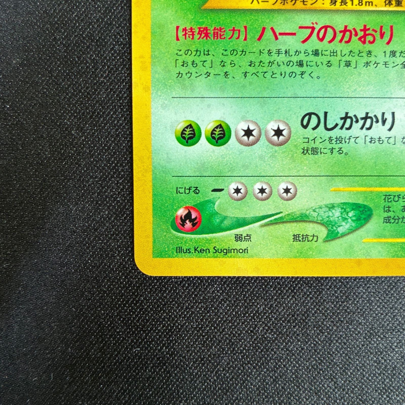 状態S メガニウム 旧裏 渦巻きホロ キラ プレミアムファイル | PIW 
