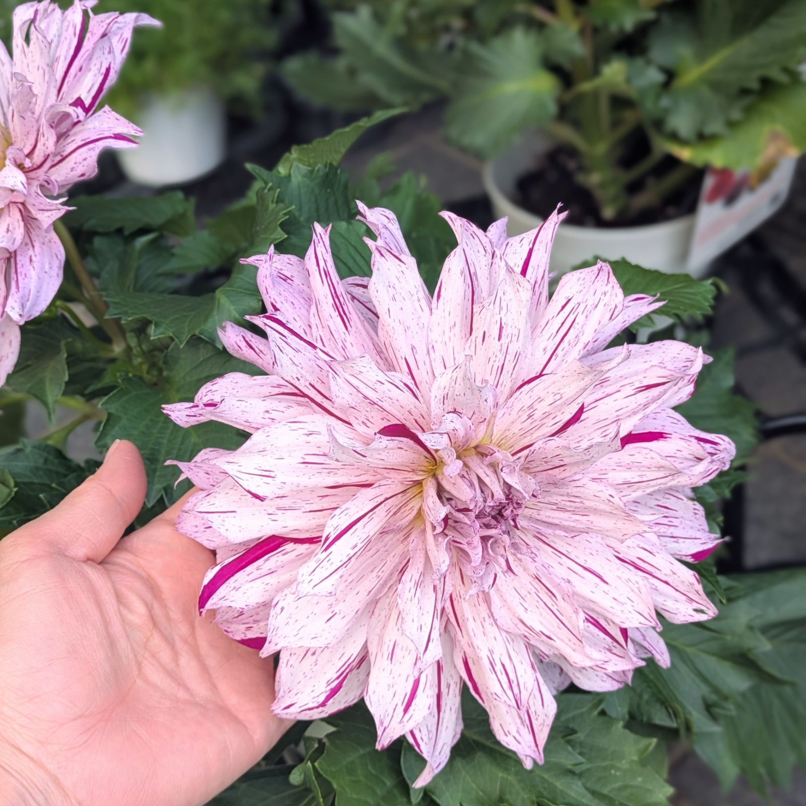 奈良県　株式会社華金剛さんの 球根　ダリア砂漠　5寸鉢花で入荷です ラスト【値下げ】大輪種ダリア 華金剛 砂漠 純愛の君 切り花