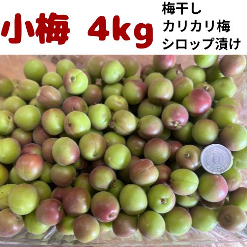 クール便 小梅 4kg 1kg×4パック 梅干し用 梅漬け カリカリ梅 梅シロップ 梅仕事 加工用 国産 旬 送料無料