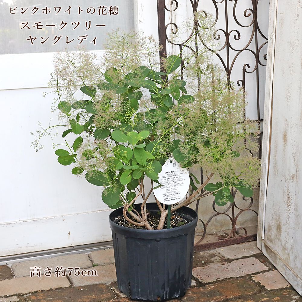 現品販売 花木苗 スモークツリー ヤングレディー 8号 高さ約75cm 送料無料 けむりの木 ハグマノキ ピンク 白 庭木 おしゃれ 13,359円