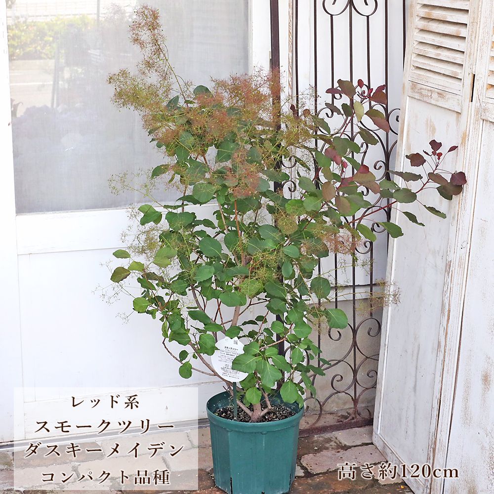 現品販売 花木苗 スモークツリー ダスキーメイデン 8号 高さ約120cm 送料無料 けむりの木 ハグマノキ 赤花 庭木 おしゃれ