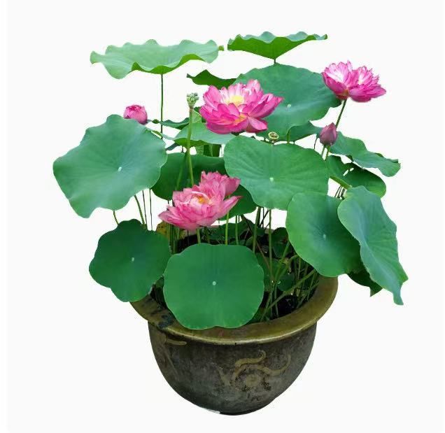 ミニハスの種 茶碗蓮 ハスの種 蓮の種 屋内外植付け可能 お得な値段