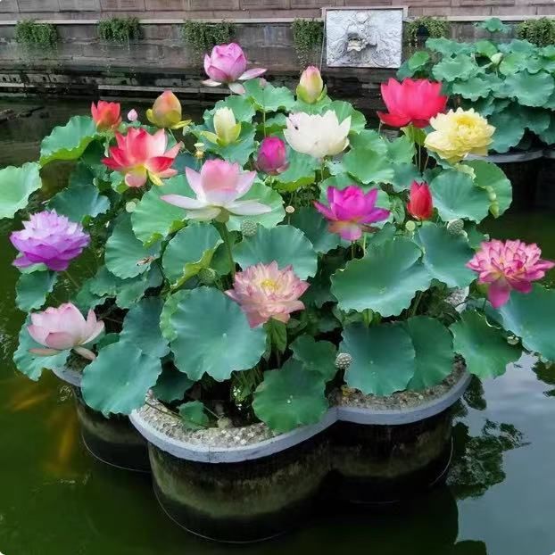 ミニハスの種 茶碗蓮 ハスの種 蓮の種 屋内外植付け可能 お得な値段