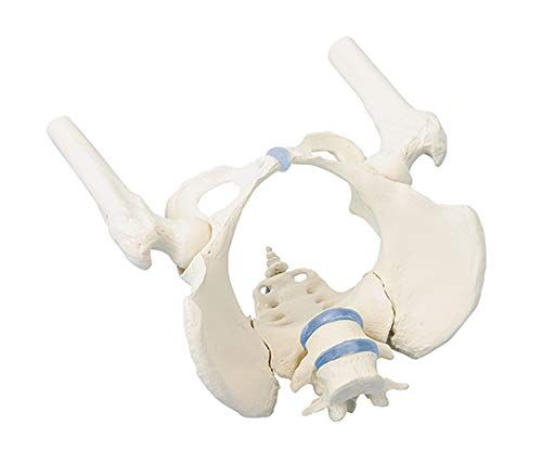 【新品・2営業日で発送】アズワン 骨盤モデル 女性(大腿骨付) 4059 1個