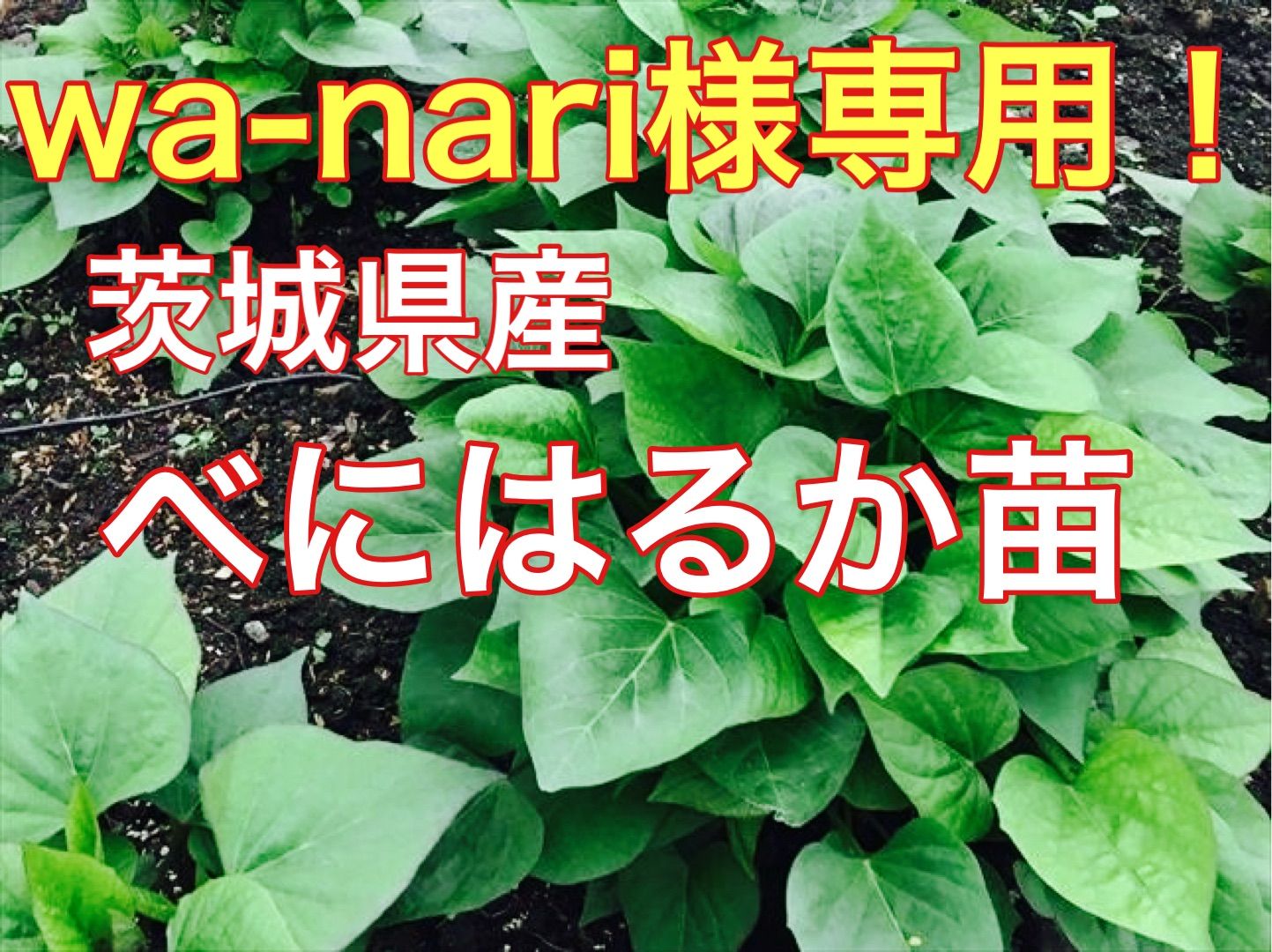wa-nari様専用！べにはるか　苗