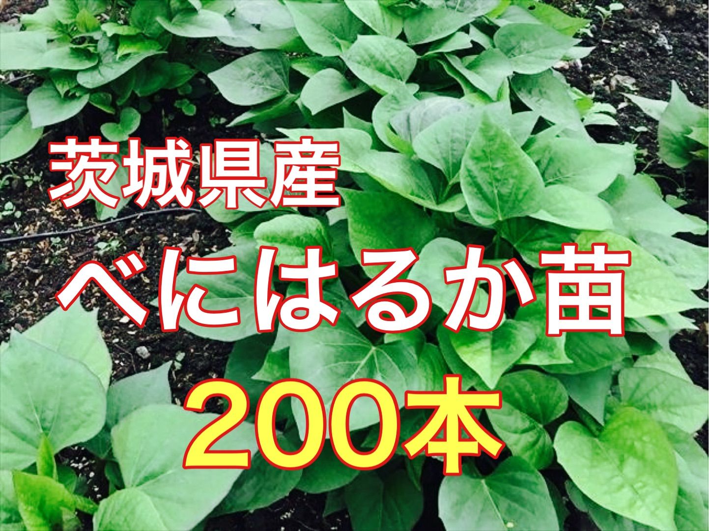 茨城県産　べにはるか切り苗　200本+予備苗