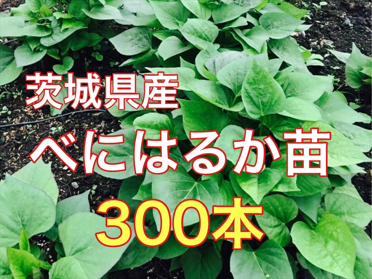 茨城県産　べにはるか切り苗　300本+予備苗