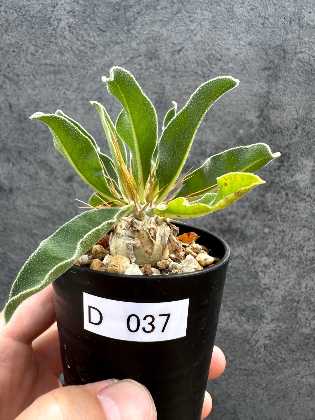 【現品限り】パキポディウム・ナマクアナム 光堂 実生【D37】 Pachypodium namaquanum