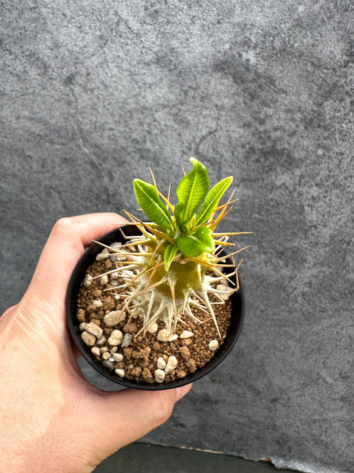 現品限り】パキポディウム・アンボンゲンセ 実生【D41】 Pachypodium