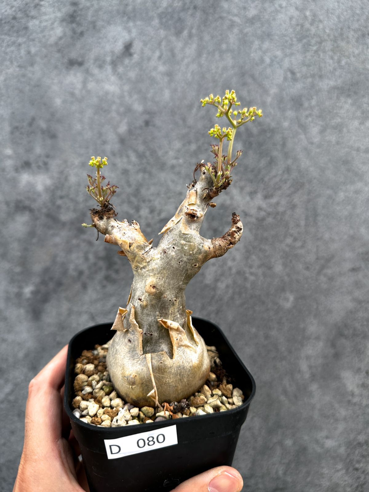 【現品限り】キフォステンマ・ベティフォルメ ナローリーフ 現地株 発根済み【D80】 Cyphostemma betiforme Somalia