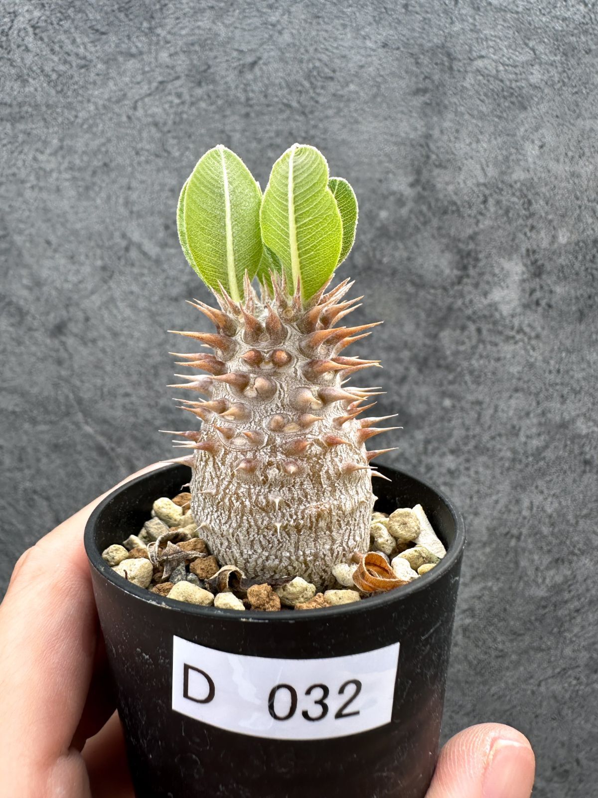 【現品限り】パキポディウム・デンシフローラム 実生【D32】 Pachypodium densiflorum