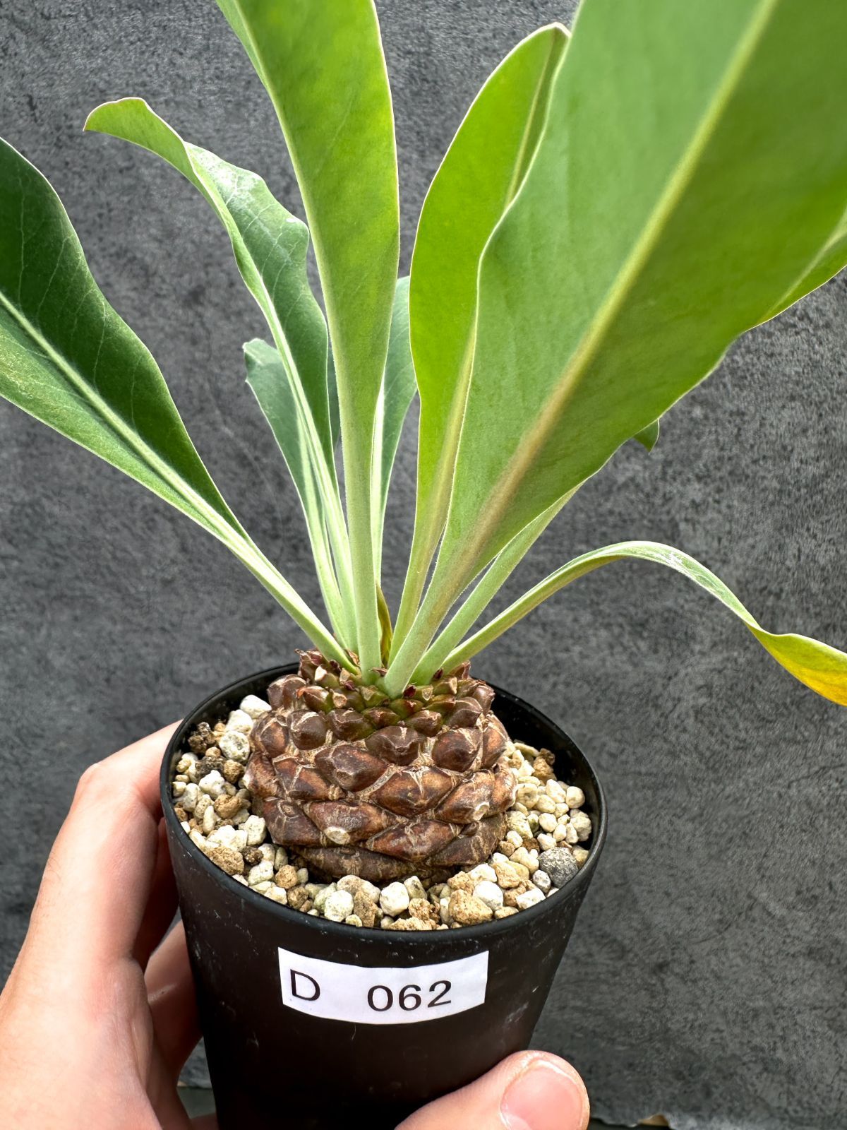 【現品限り】ユーフォルビア・ブプレウリフォリア 鉄甲丸【D62】 Euphorbia bupleurifolia