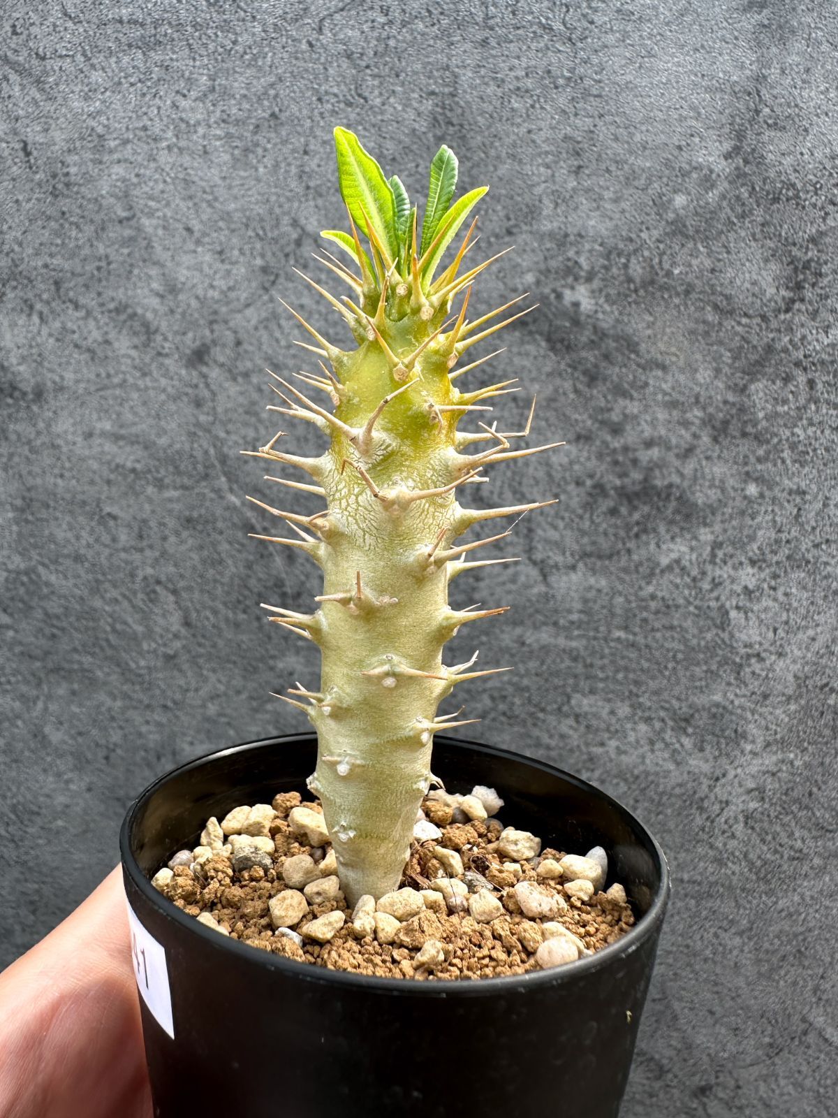 現品限り】パキポディウム・アンボンゲンセ 実生【D41】 Pachypodium