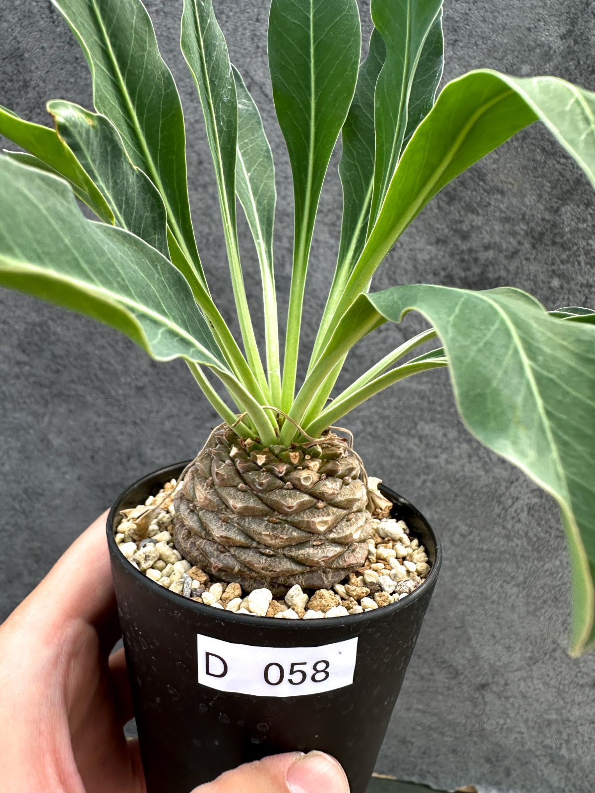【現品限り】ユーフォルビア・ブプレウリフォリア 鉄甲丸【D58】 Euphorbia bupleurifolia