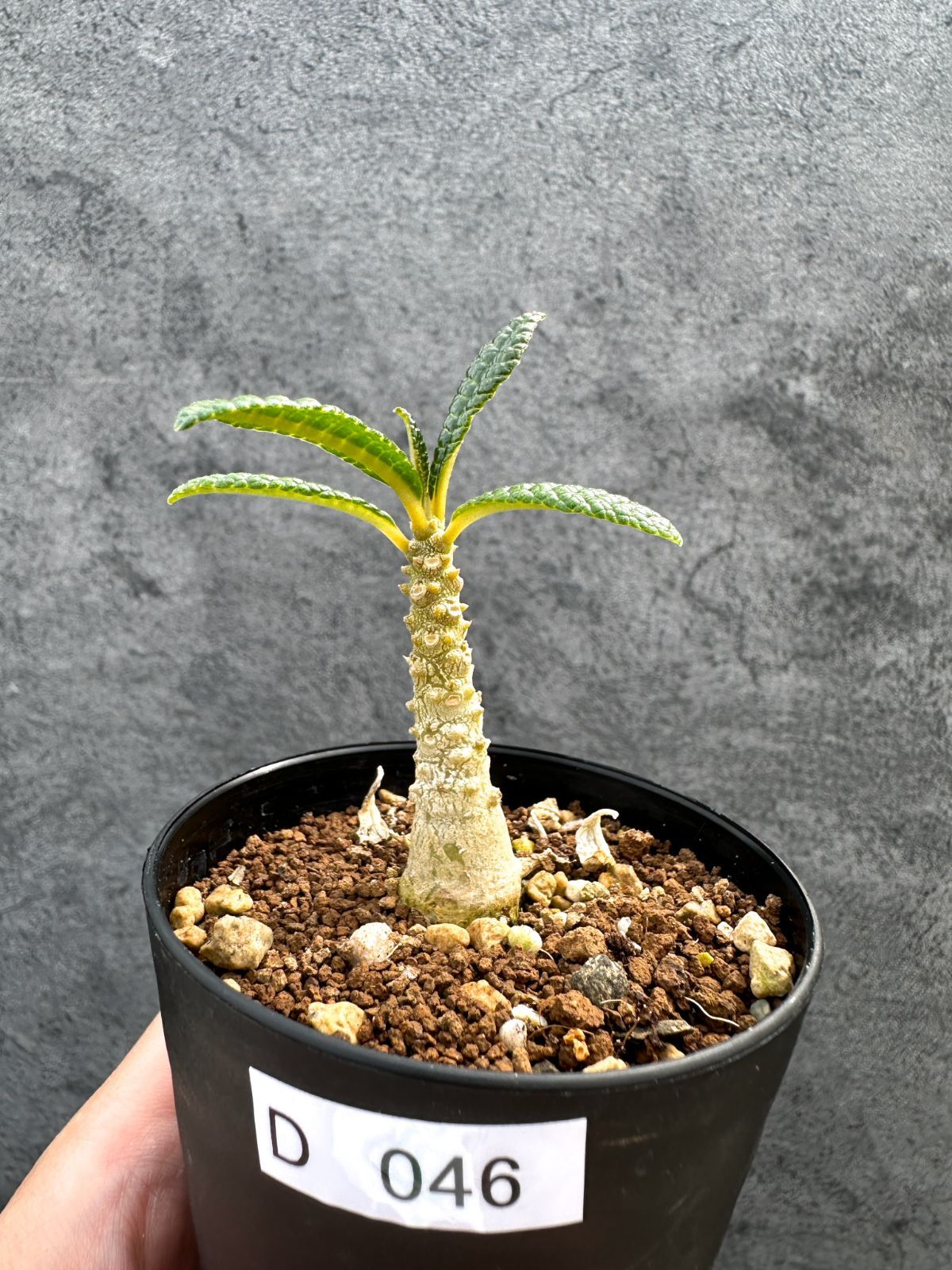 【現品限り】ドルステニア・ギガス 実生【D46】 Dorstenia gigas