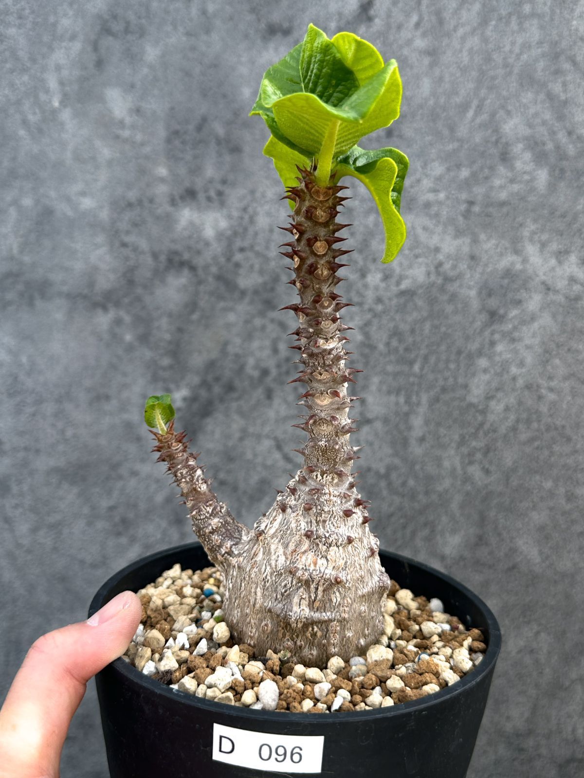 【現品限り】パキポディウム・ウィンゾリー 実生 大株【D96】 Pachypodium windsorii