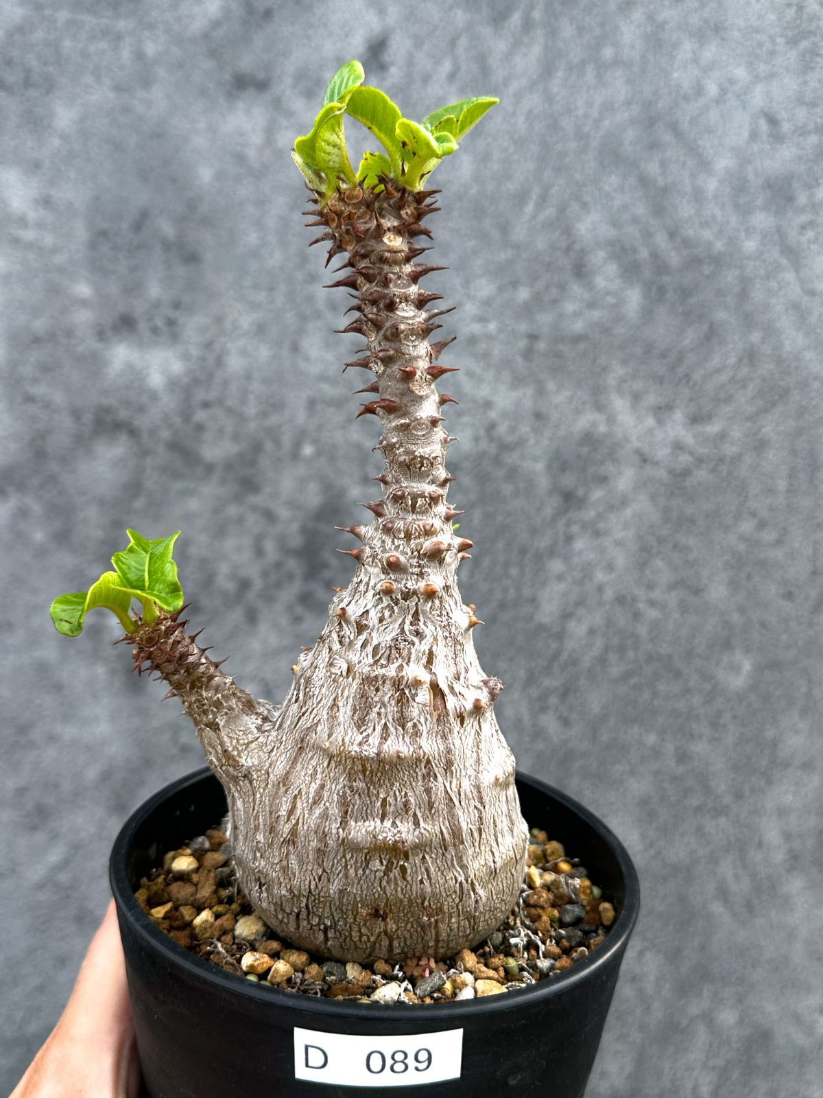 【現品限り】パキポディウム・ウィンゾリー 実生 大株【D89】 Pachypodium windsorii
