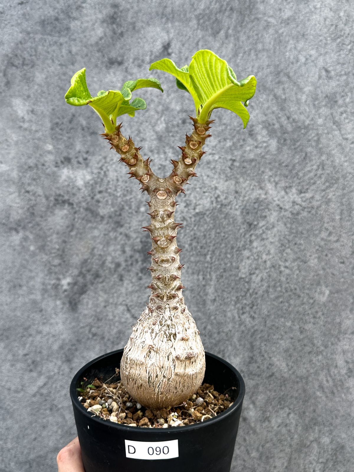 【現品限り】パキポディウム・ウィンゾリー 実生 大株【D90】 Pachypodium windsorii