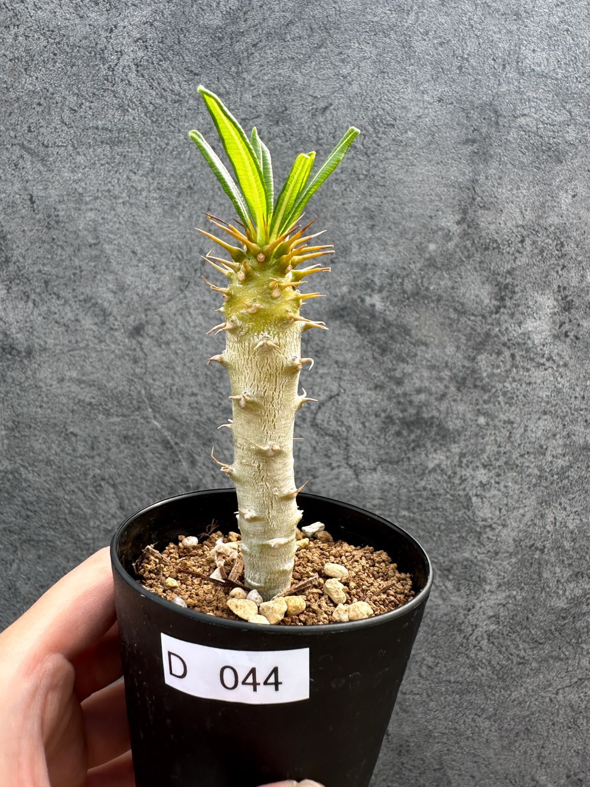 現品限り】パキポディウム・アンボンゲンセ 実生【D44】 Pachypodium