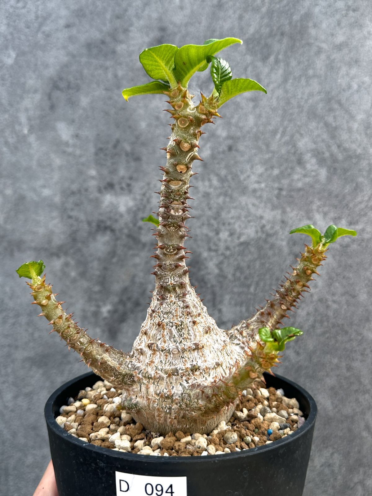 【現品限り】パキポディウム・ウィンゾリー 実生 大株【D94】 Pachypodium windsorii