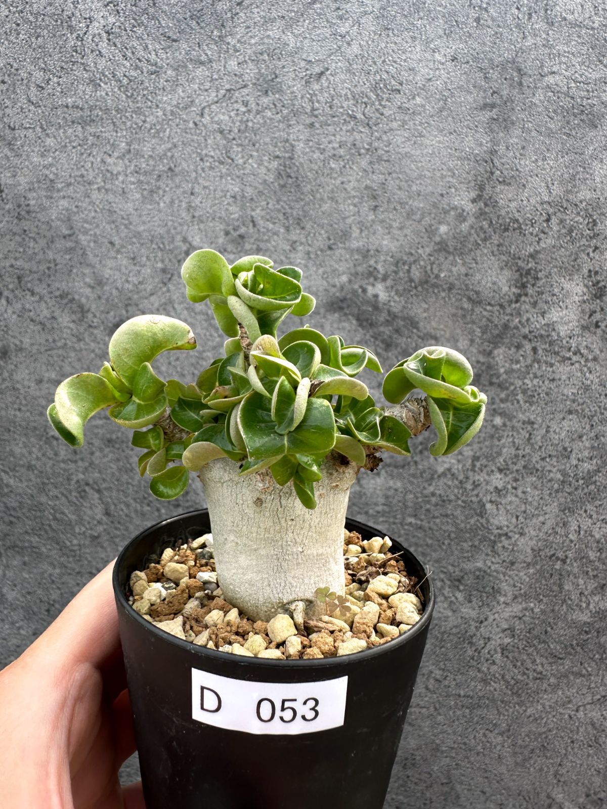 【現品限り】アデニウム・DHA 獅子葉 葉巻 美肌 実生【D53】 Adenium DHA