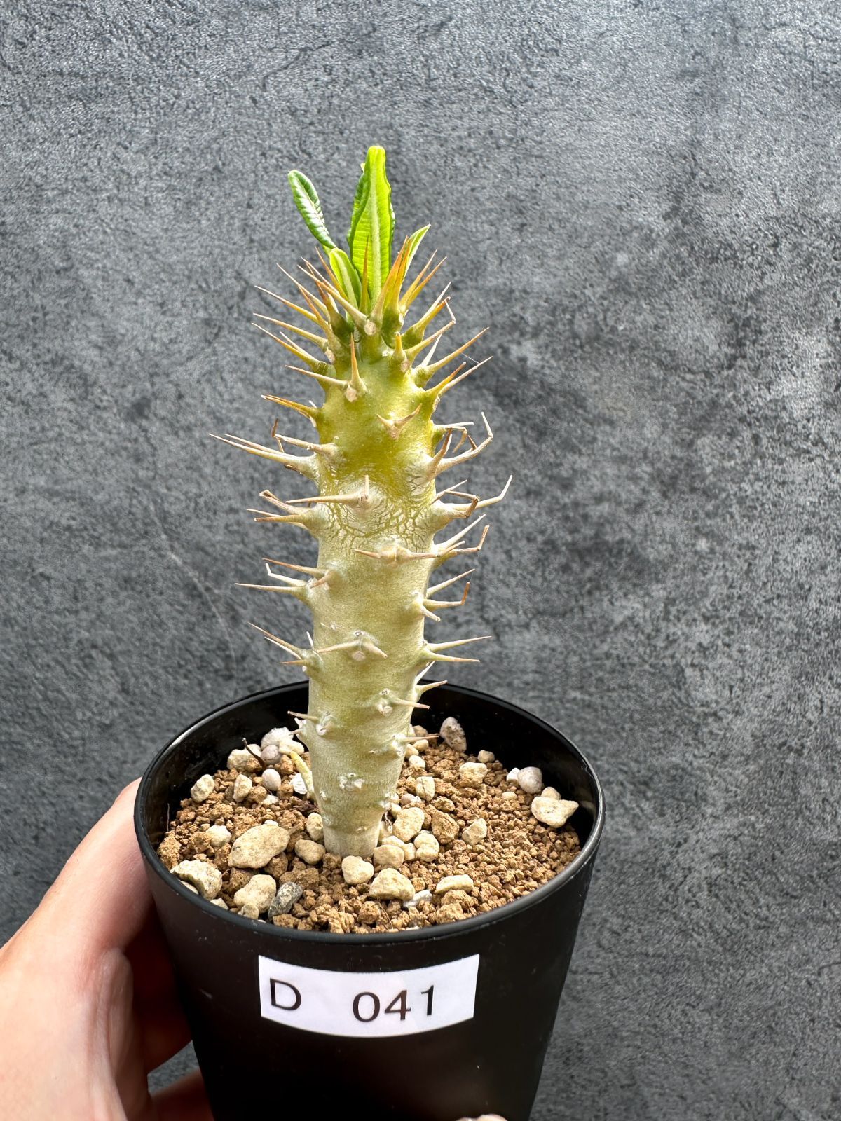 現品限り】パキポディウム・アンボンゲンセ 実生【D41】 Pachypodium