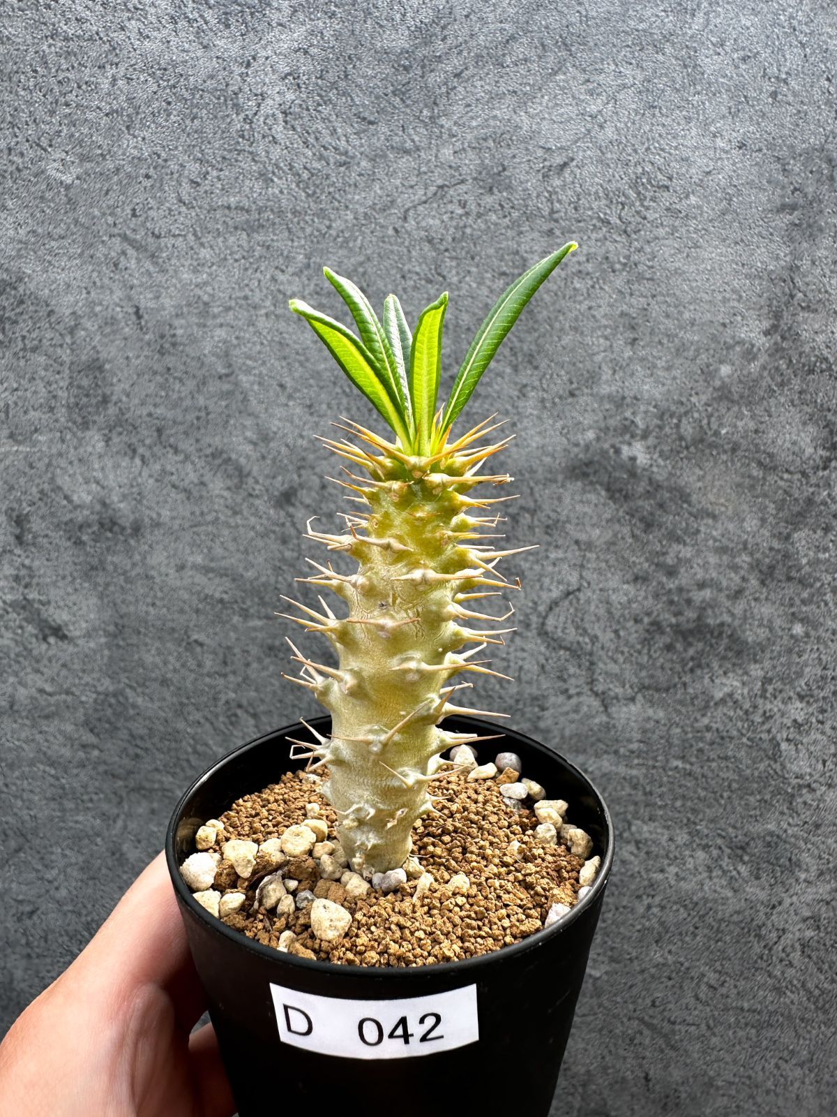 【現品限り】パキポディウム・アンボンゲンセ 実生【D42】 Pachypodium ambongense