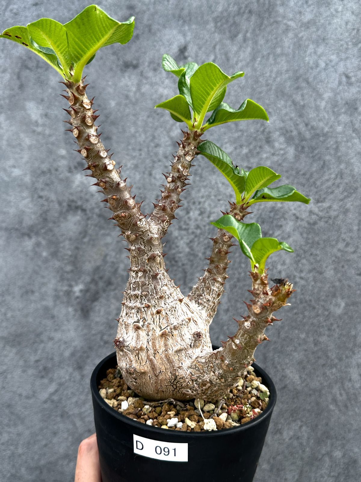 【現品限り】パキポディウム・ウィンゾリー 実生 大株【D91】 Pachypodium windsorii
