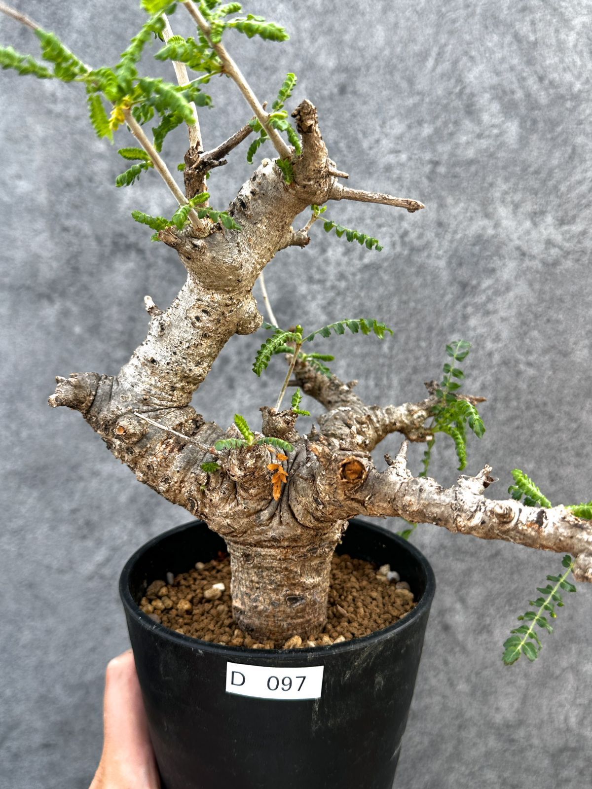 【現品限り】ボスウェリア・ネグレクタ 現地株【D97】 Boswellia neglecta