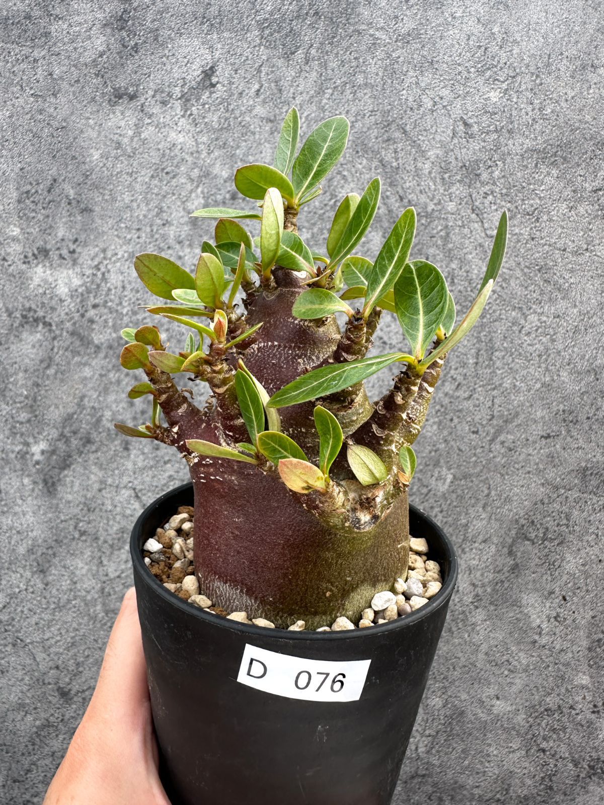 【現品限り】アデニウム・アラビカム ブラックスキン 実生【D76】 Adenium arabicum 'Black skin' 7,337円