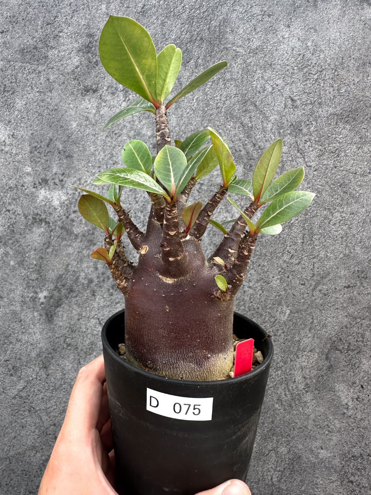 現品限り】アデニウム・アラビカム ブラックスキン 実生【D75