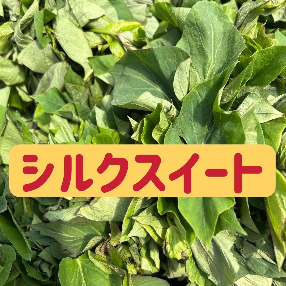 野菜　さつまいもシルクスイート100本　80サイズ