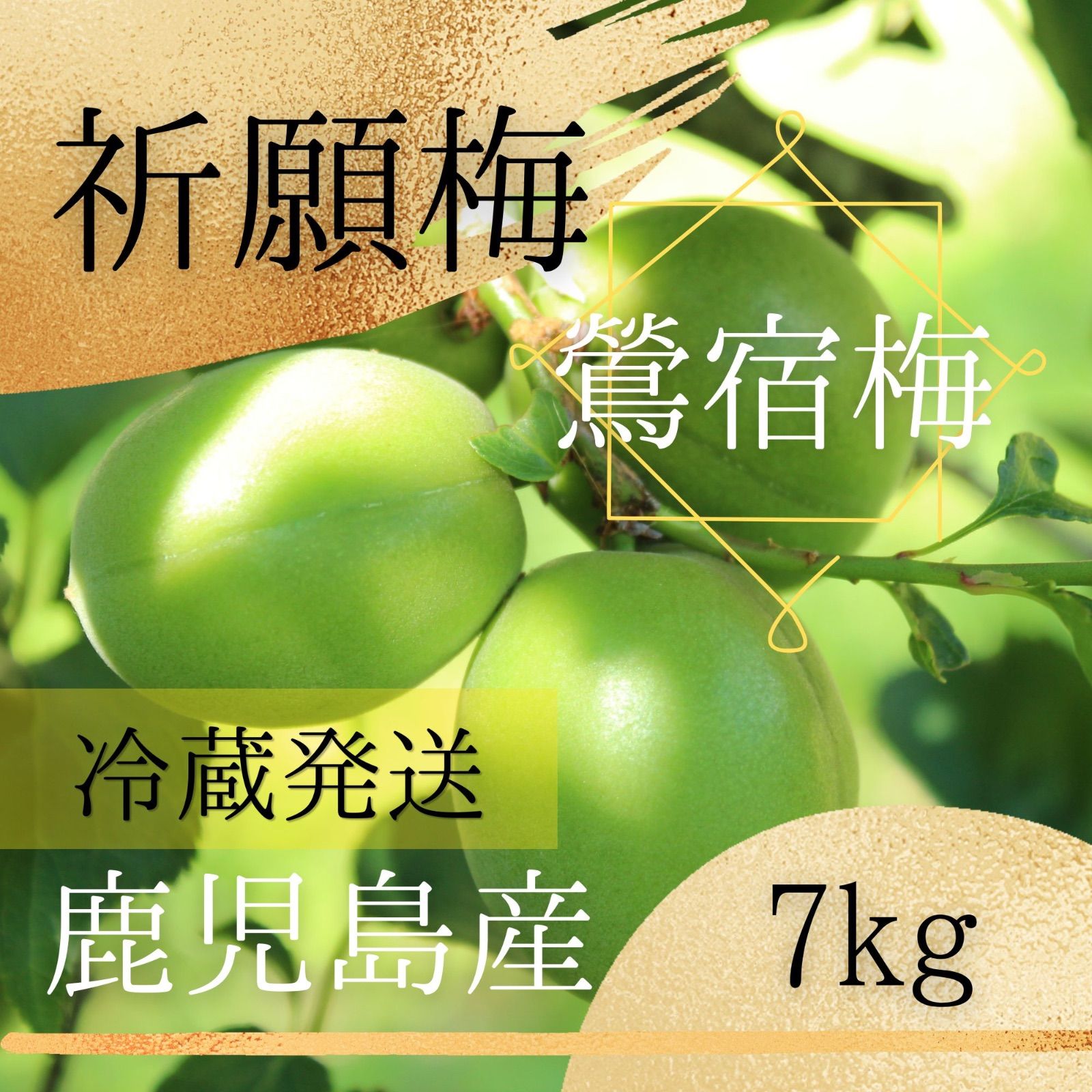 【鶯宿梅】青梅 7キロ 鹿児島産 M〜L混合　冷蔵便　栽培期間中農薬不使用