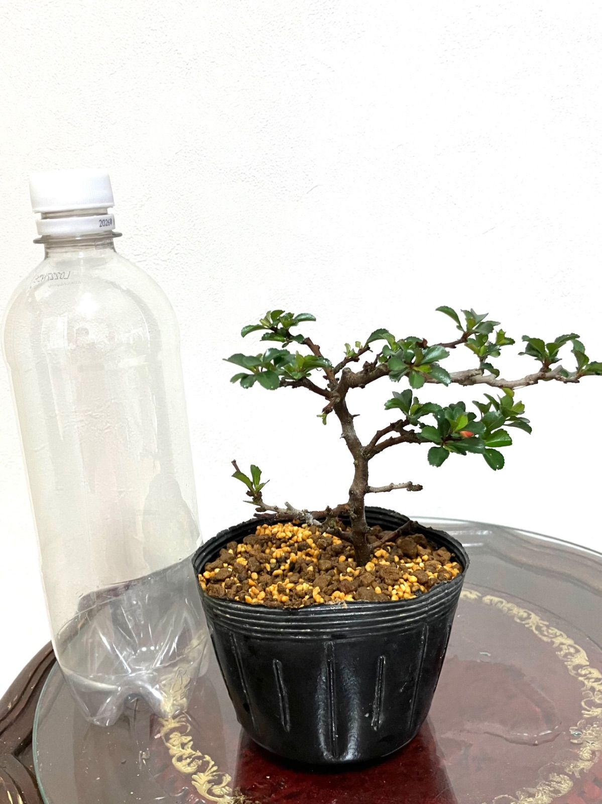 長寿梅盆栽 16cm 5/27撮影 112 長寿梅 梅盆栽 匿名配送 ‼️ - メルカリ
