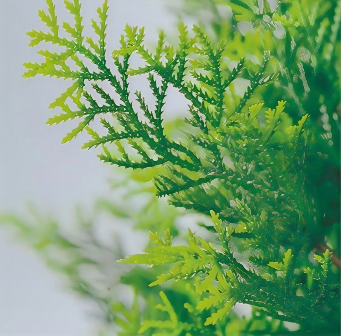 光触媒 人工観葉植物 ウォールグリーン フェイクグリーン クレスト