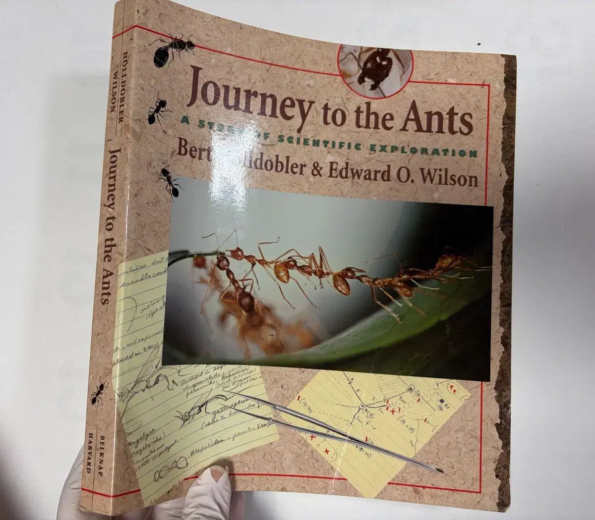 外国図書 動物本) Journey to the Ants 蟻 関連 本