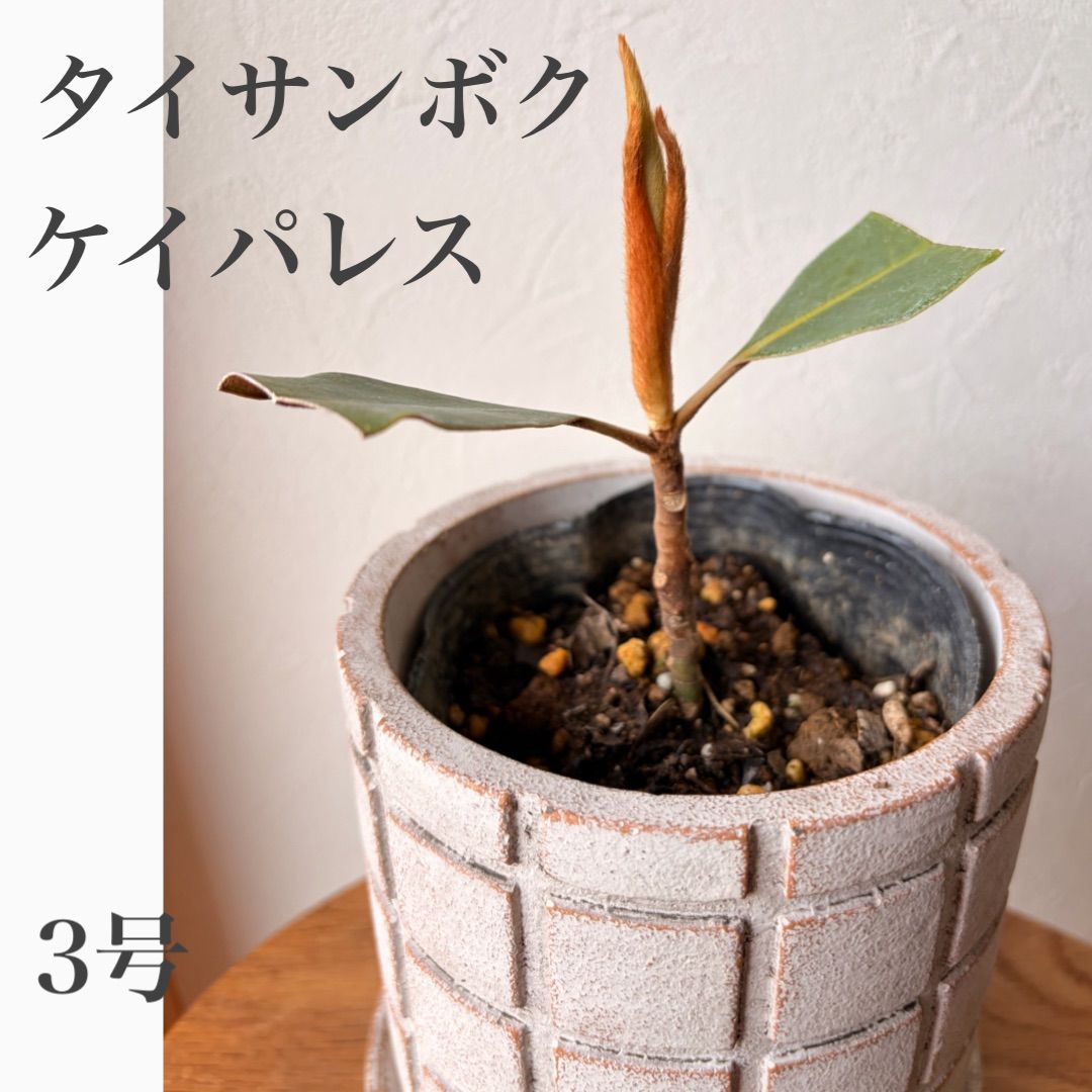 タイサンボク苗 ケイパレス⑥ 【公式通販】