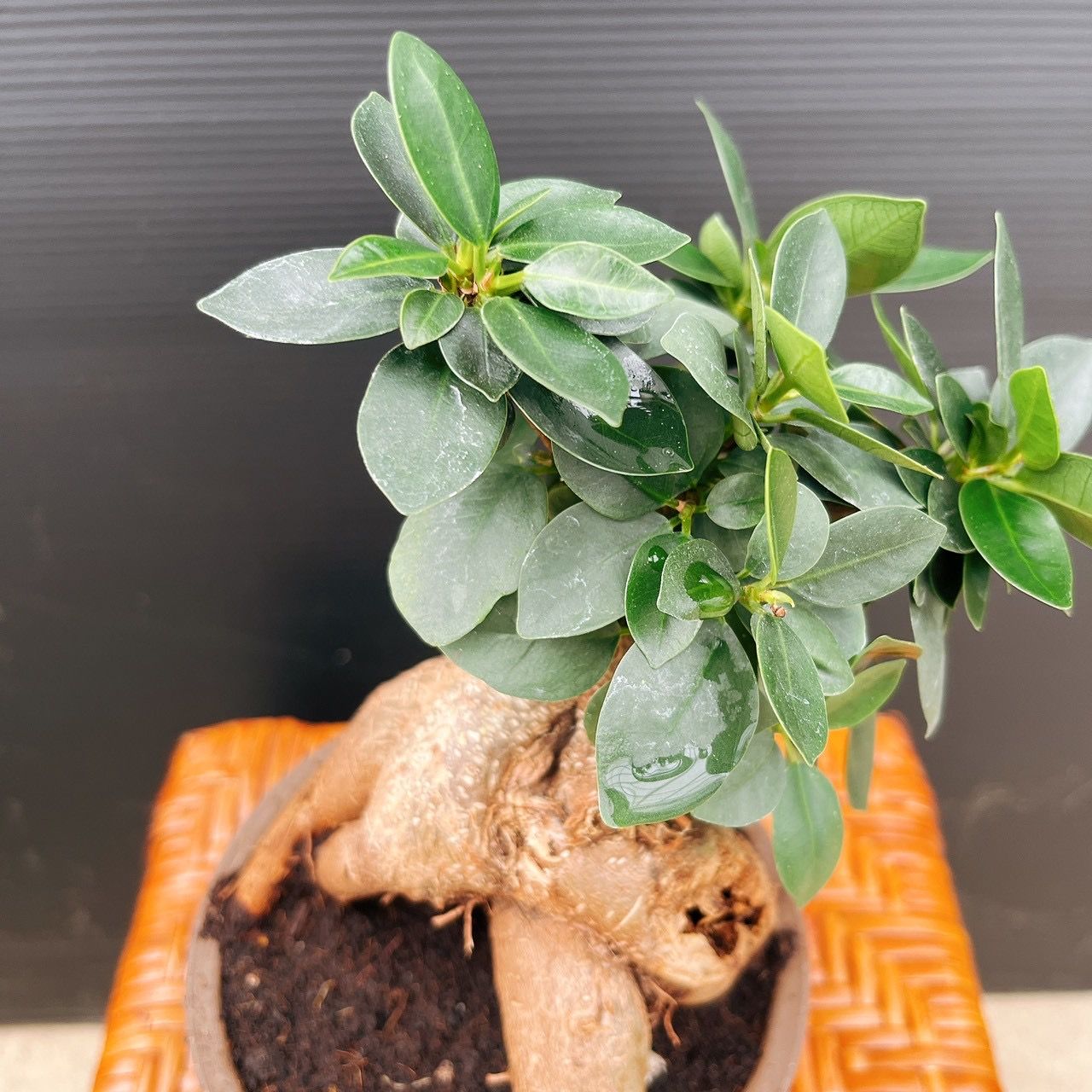 現品］ガジュマル 盆栽仕立て 接木 約3.5号 観葉植物 室内 ニンジン