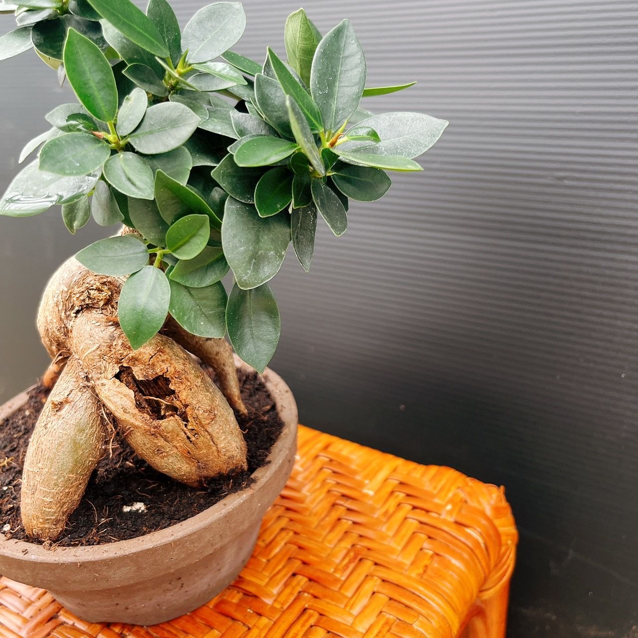 現品］ガジュマル 盆栽仕立て 接木 約3.5号 観葉植物 室内 ニンジン