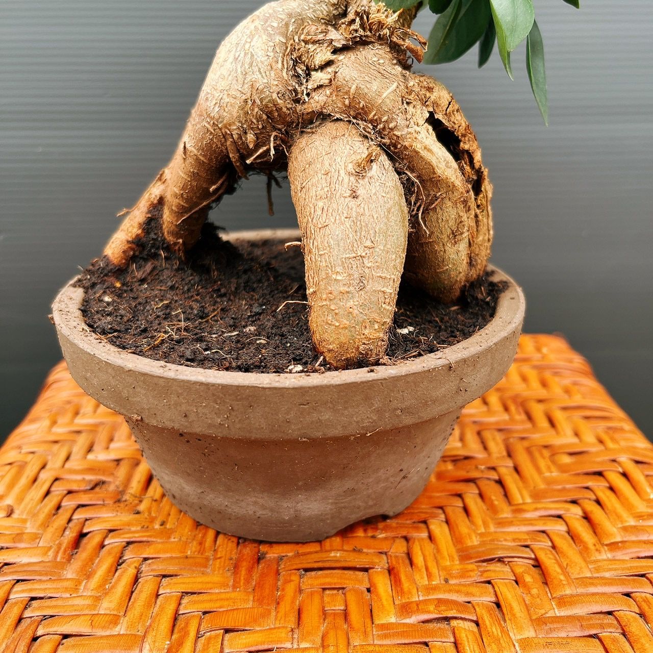 現品］ガジュマル 盆栽仕立て 接木 約3.5号 観葉植物 室内 ニンジン