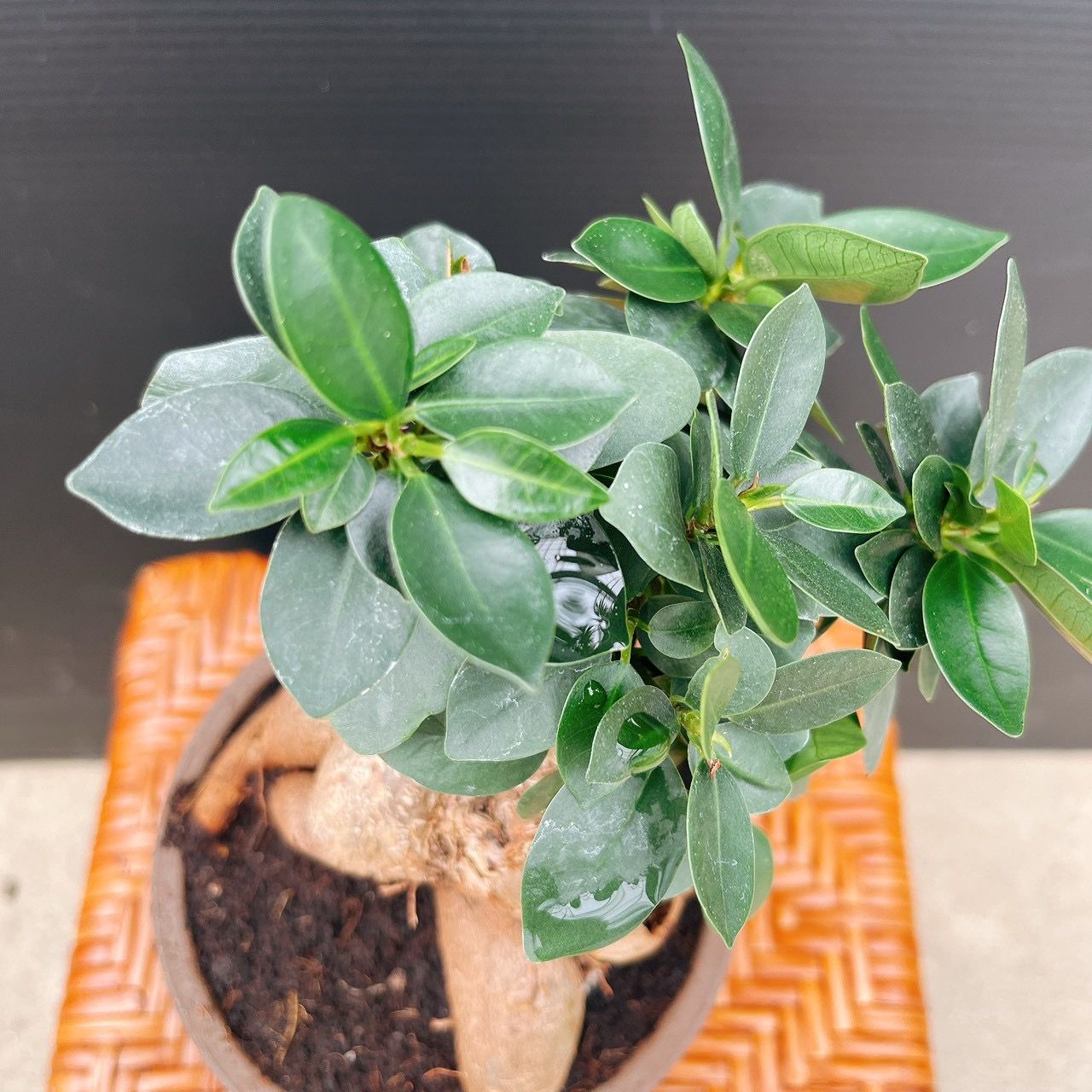 【フィカス ガジュマル：盆栽仕立て】 現品］ガジュマル 盆栽仕立て 接木 約3.5号 観葉植物 室内 ニンジン