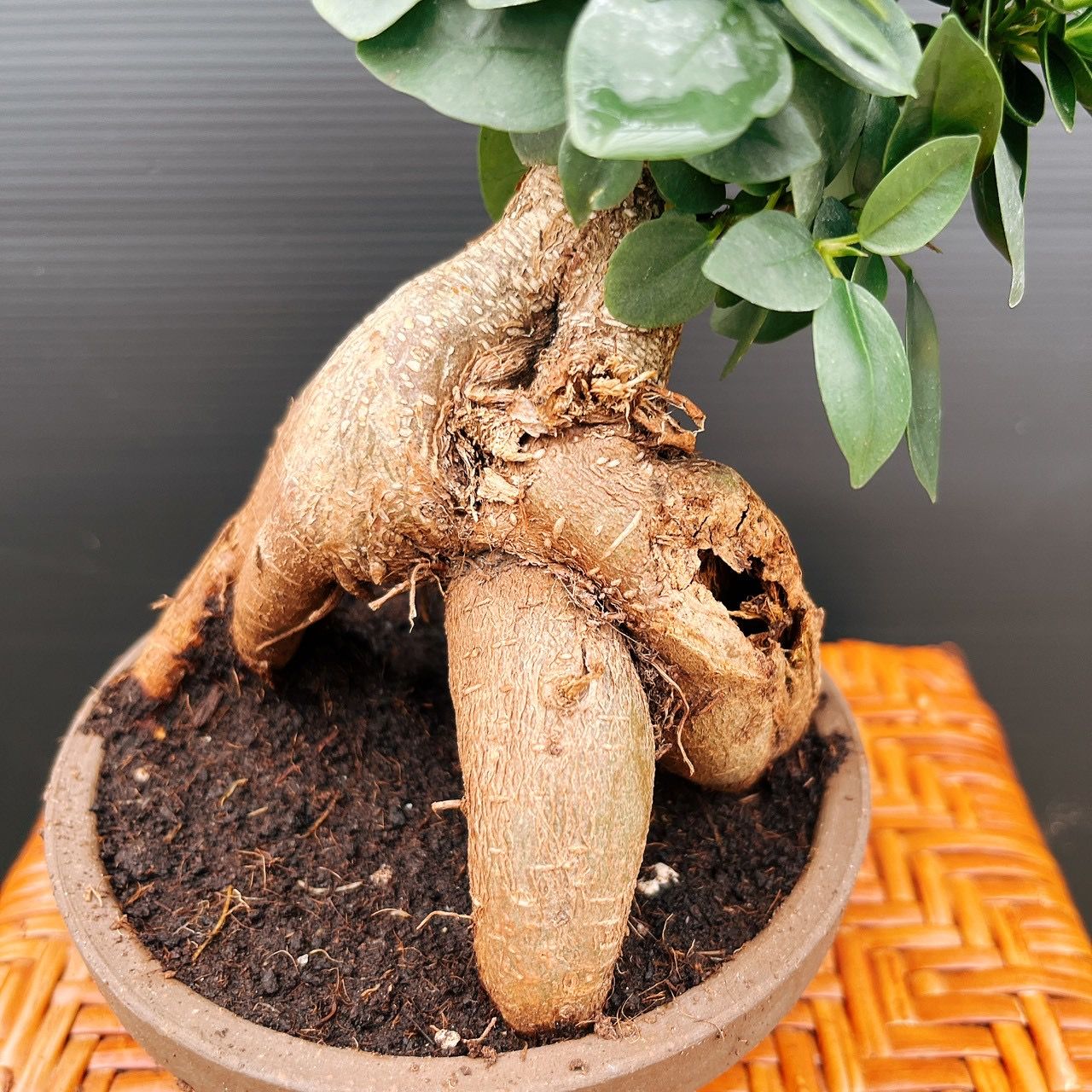 現品］ガジュマル 盆栽仕立て 接木 約3.5号 観葉植物 室内 ニンジン