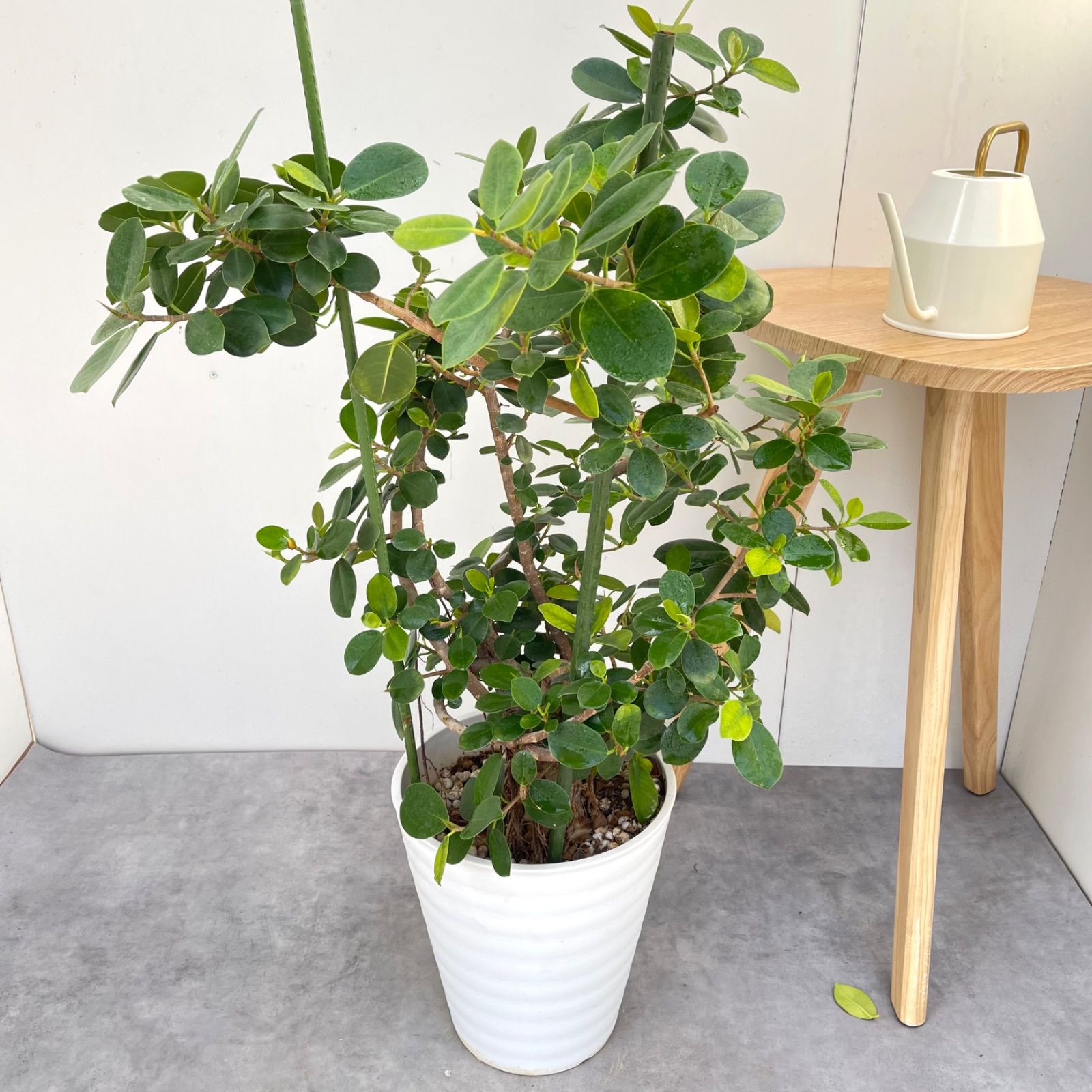 パンダガジュマル 6【現品】☆希少☆ 観葉植物 大型 - メルカリ