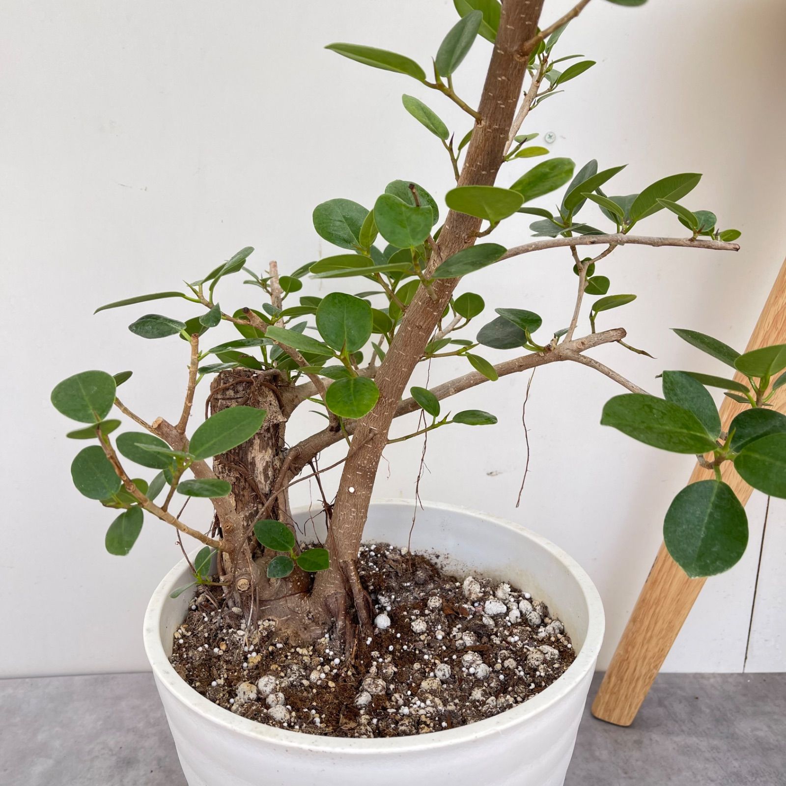 パンダガジュマル 28【現品】☆希少☆ 観葉植物 大型 - メルカリ